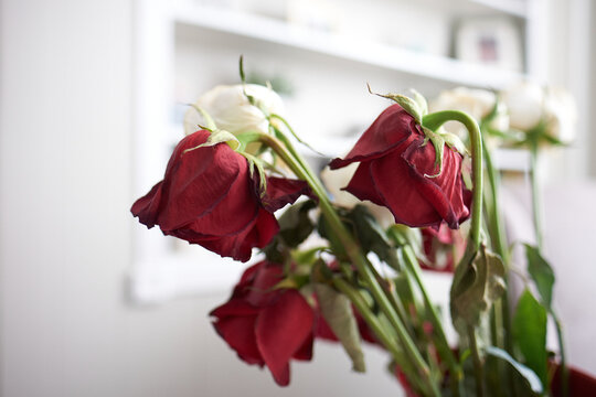 Wilted And Dying Red Roses In A Vase In A Well Lit Family Room