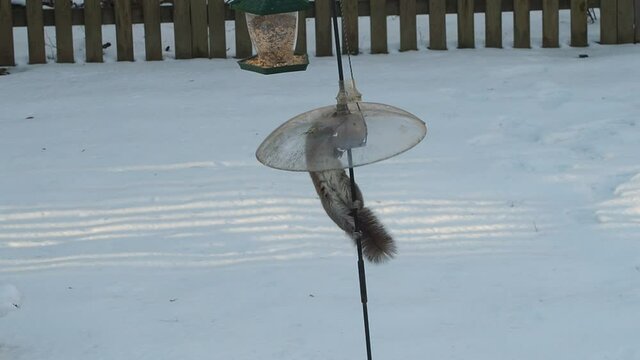 northamerican grey squirrel struggling with baffle to reach bird food