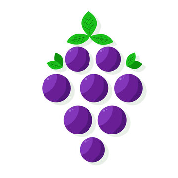ripe vine, the beautiful purple berries, bunch of grapes
