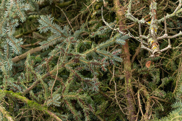 Coniferous branches cut, close-up