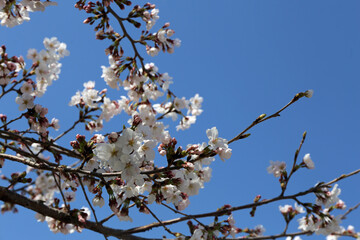 初春の姫路城と桜