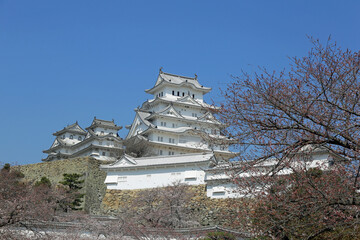 初春の姫路城と桜