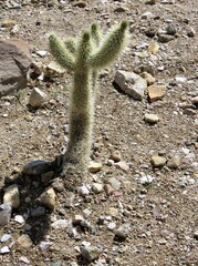 cactus plant in desert