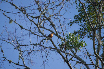 Robin enjoying warm Florida Sun
