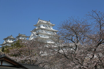 Fototapeta premium 初春の姫路城と桜