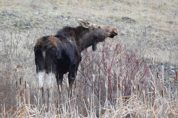 Cow moose eating branches in open field. 