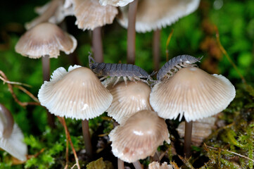 キノコを食べるワラジムシ（北海道・知床）
