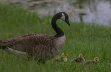 Fototapeta premium The seasons around Lake Decatur in 2020