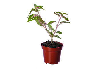 Beautiful  coleus solenostemon plant isolated on white bckground