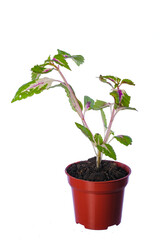 Beautiful  coleus solenostemon plant isolated on white bckground