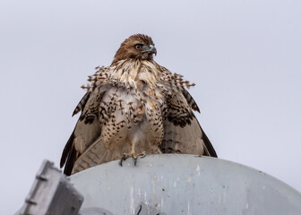 Red-tailed Hawk Drying Feathers