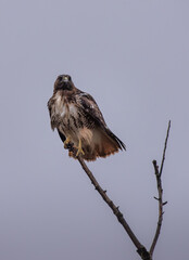 Red-tailed Hawk