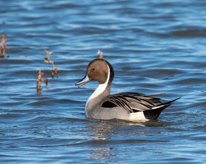 Male Pintail Duck in Lake