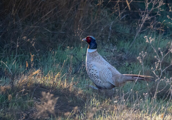 White Ring-necked Pheasant