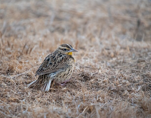 Western Meadowlark