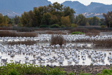Snow Geese on the Water