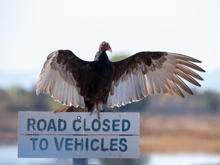 Turkey Vulture on Sign