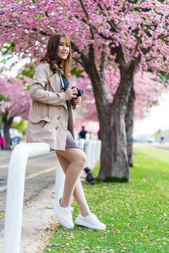 woman traveler looking cherry blossoms or sakura flower blooming and holding camera to take a photo in the park