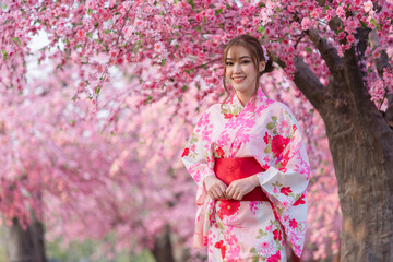 woman in yukata (kimono dress) looking sakura flower or cherry blossom blooming in garden