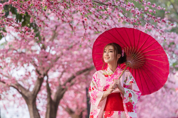 woman in yukata (kimono dress) holding umbrella and looking sakura flower or cherry blossom blooming in garden - obrazy, fototapety, plakaty