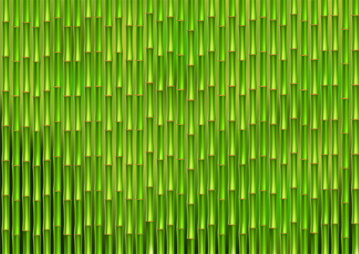 Green bamboo stems background