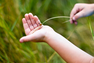 hand holding a grass with ladybug © Tatiana