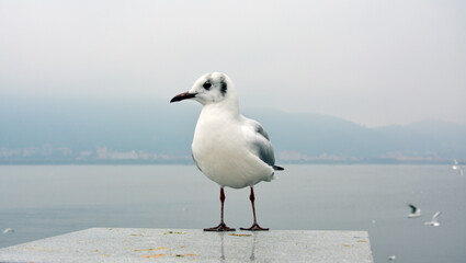 A white larus ridibundus with grey wings standing on the platform