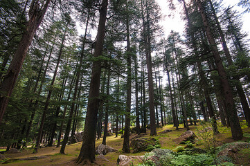 SHIMLA, KULU, MANALI- HIMACHAL PRADESH, INDIA