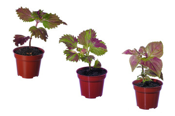 Beautiful  coleus solenostemon plant isolated on white bckground