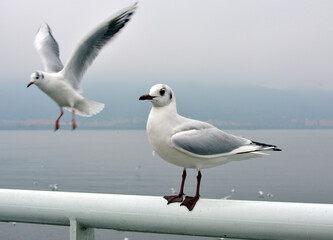 A white larus ridibundus stands on the handrail while another one flying to the handrail