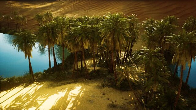 Oasis in hot Sahara Desert