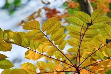 Obraz premium きれいに色づいた黄葉＠和琴半島、北海道