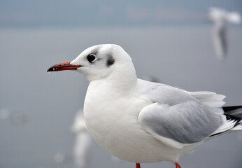 one white larus ridibundus see beyond in the cloudy day