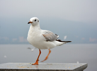 a white larus ridibundus dancing on the platform in cloudy day