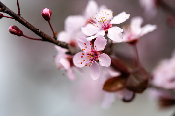 blossom in spring