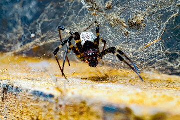 spider on the web