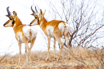 Two Arizona pronghorns look over the ridge in AZ desert. Near Sonoita, AZ.