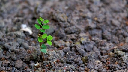 Little tree growing on the soil.