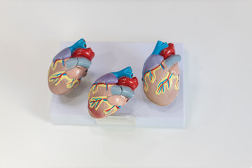 heart model. Human heart plastic model. anatomical model of human heart.