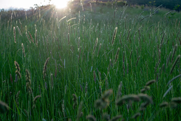 Obraz na płótnie Canvas Field of grass during the summer sunset.