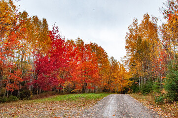 Dirt road through maple trees
