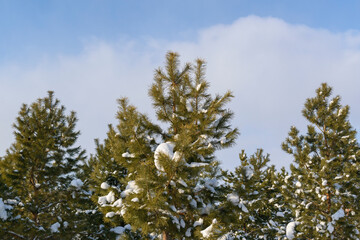 Pine trees covered with snowdrifts. White snow on green fir branches. Sky with a cloud. Winter season concept.