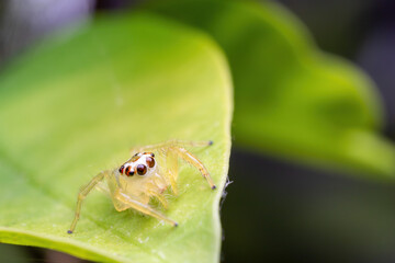 Close up image of jumping spider. macro mode close up shot animal and insect.