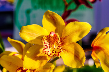 Yellow Orchid