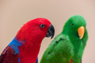 red and green parrot