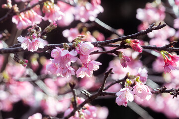Fototapeta na wymiar 沖縄の早い春に咲く緋寒桜 Cherry blossoms in Okinawa on Spring day