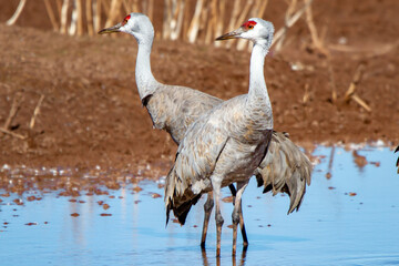Two alert sandhill cranes stand in shallow water.