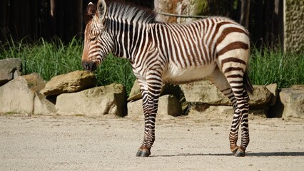 Fototapeta na wymiar View Of Zebra In Zoo