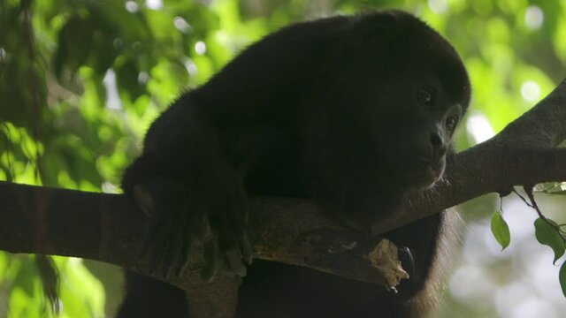 close up footage of a Howler Monkey