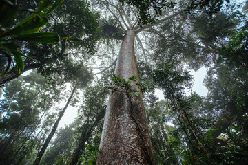 Fototapeta premium old tree in the forest